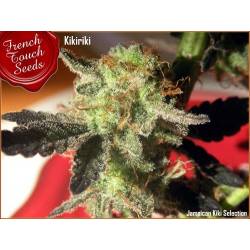 Kikiriki Regular de French Touch Seeds