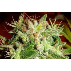 Kushadelic Feminizada de Soma Seeds