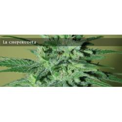 La Cheperudeta Feminizada de Elite Seeds