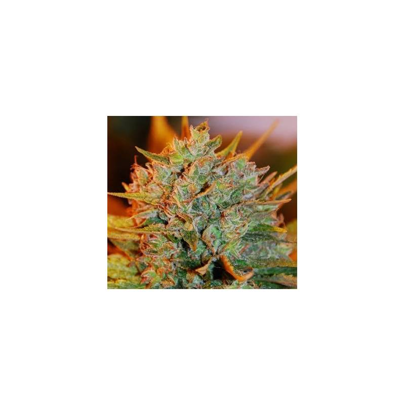 NL X Big Bud Autofloreciente Feminizada de Expert Seeds