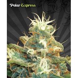 Polar Express Autofloreciente Feminizada de Auto Seeds
