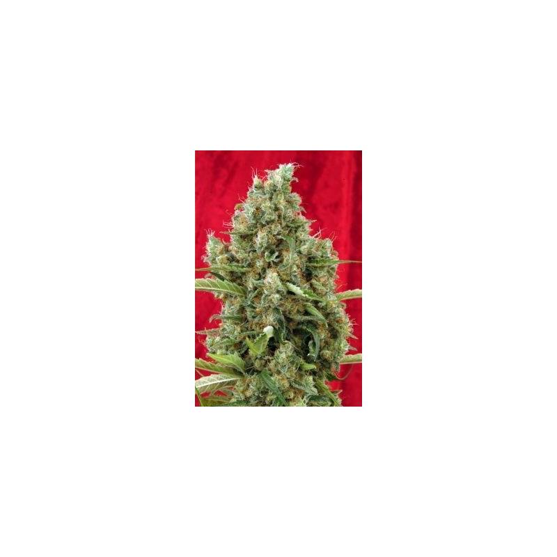 Session Regular de Reggae Seeds