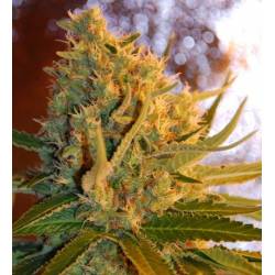 Shot Adrenaline Autofloreciente Feminizada de Samsara