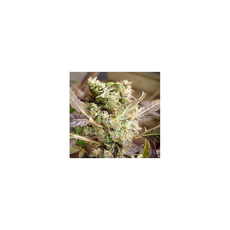 Somango Feminizada de Soma Seeds