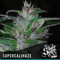 Super Cali Haze Autofloreciente Feminizada de Short Stuff Seeds