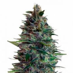 Blue Diesel Autofloreciente Feminizada de Advanced Seeds