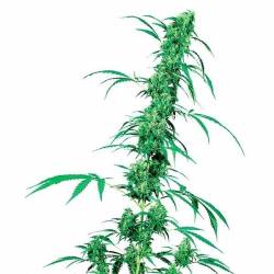 Fruity Juice Regular de Sensi Seeds
