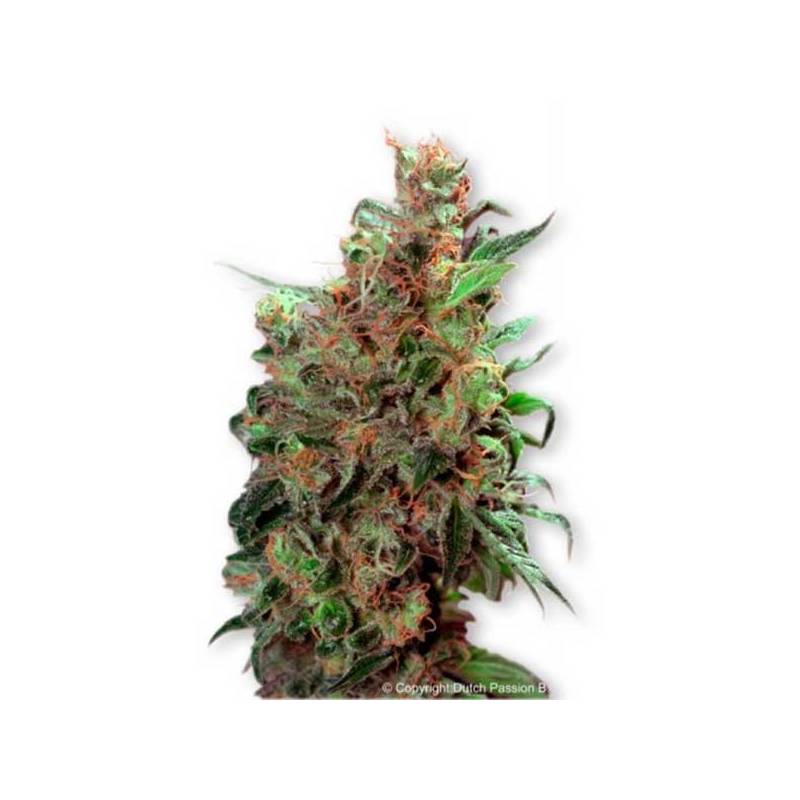 California Orange Regular de Homegrown Fantaseeds