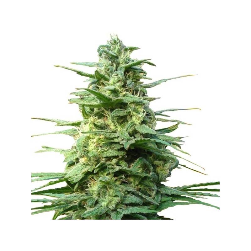 Leda Uno Regular de K.C. Brains