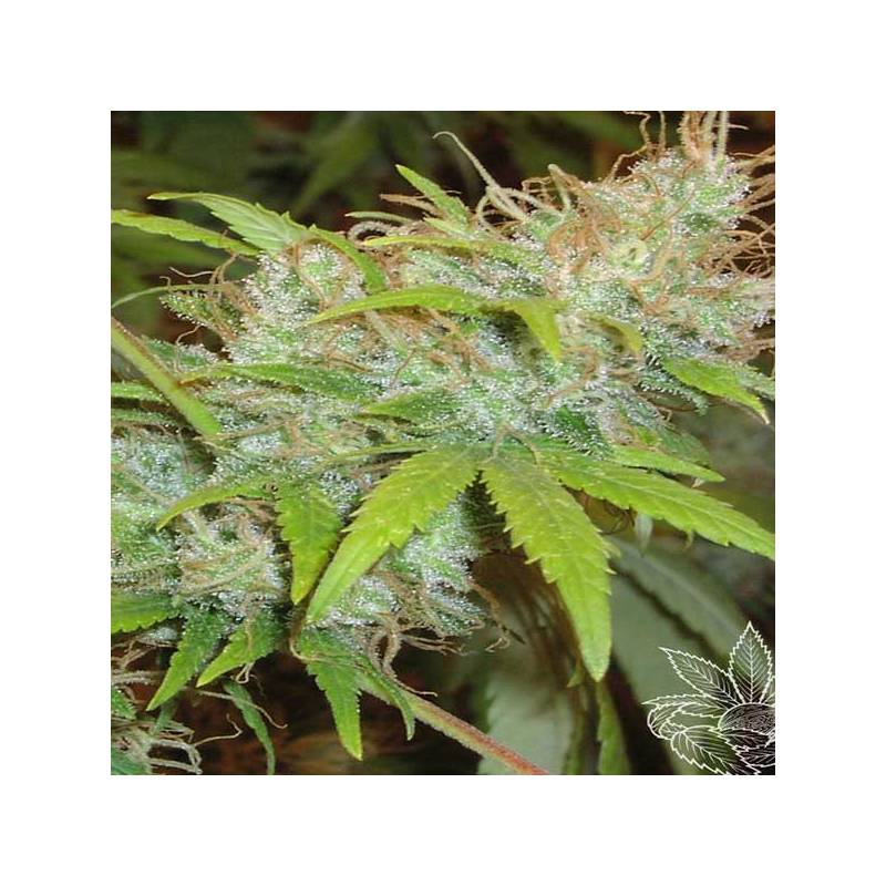 Orange Delight Feminizada de Homegrown Fantaseeds