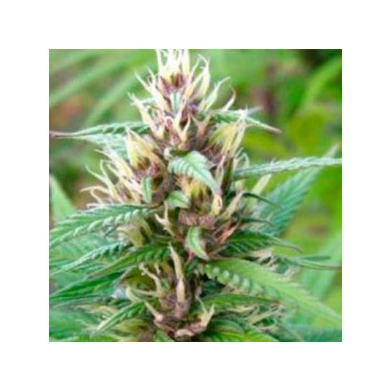 Mind Bender Feminizada de Homegrown Fantaseeds