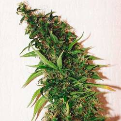 Swiss Xt Feminizada de Homegrown Fantaseeds