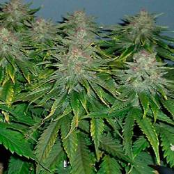 Cristal Limit Feminizada de Homegrown Fantaseeds