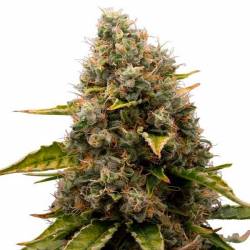 White Widow Feminizada de Homegrown Fantaseeds