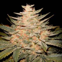 Homegrown Cheese Feminizada de Homegrown Fantaseeds