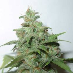 Caramella Feminizada de Homegrown Fantaseeds