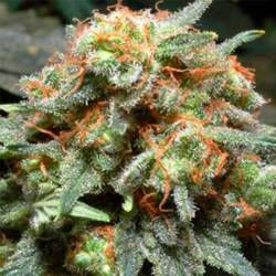 Bahia Black Head Feminizada de Homegrown Fantaseeds