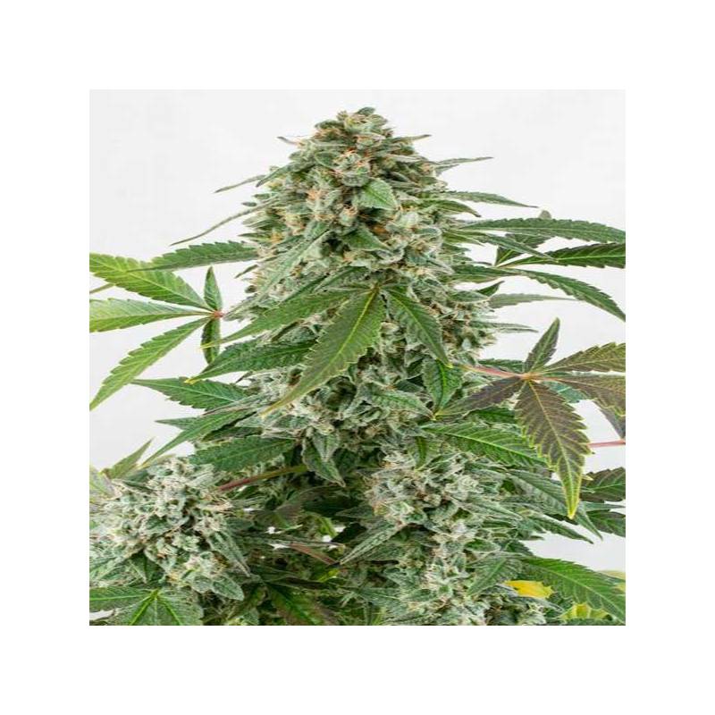 White Widow Autofloreciente Feminizada de Dutch Passion