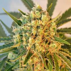 Freddy's Best Feminizada de Dutch Passion