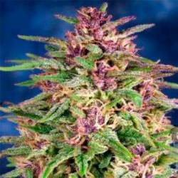 Frisian Dew Feminizada de Dutch Passion