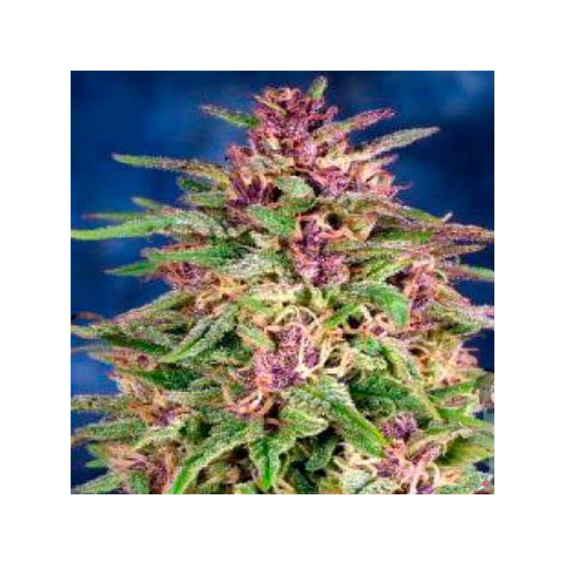 Frisian Dew Feminizada de Dutch Passion