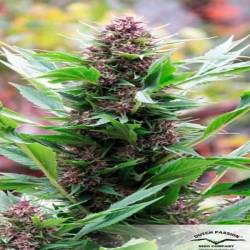 Frisian Duck Feminizada de Dutch Passion