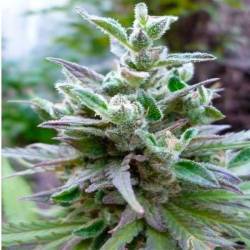 Hollands Hope Feminizada de Dutch Passion