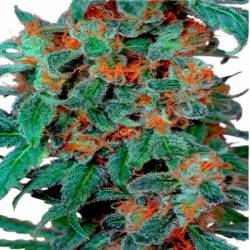 Orange Bud Feminizada de Dutch Passion