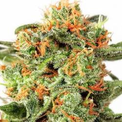 Orange Hill Special Feminizada de Dutch Passion