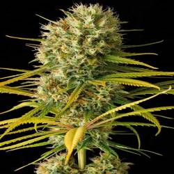 Original Amnesia Feminizada de Dinafem