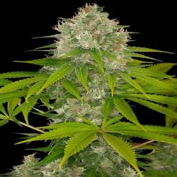 Power Kush Feminizada de Dinafem