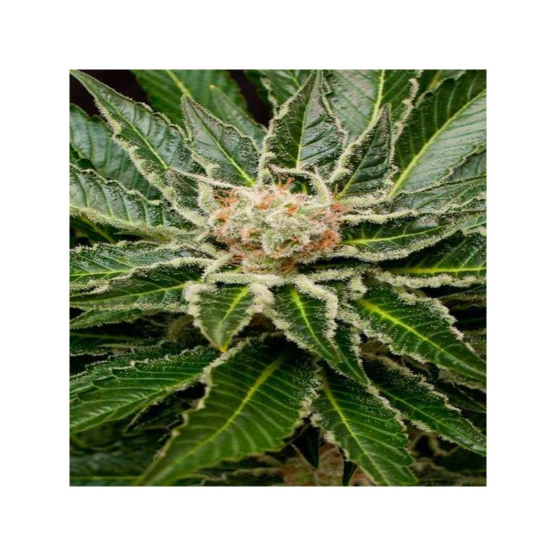 Shark Attack Feminizada de Dinafem