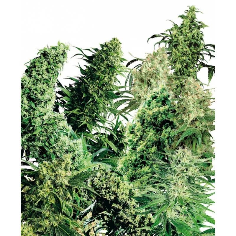 Indoor Mix Feminizada de Sensi Seeds