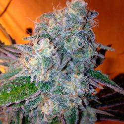 Liberty Haze Feminizada de Barney's Farm