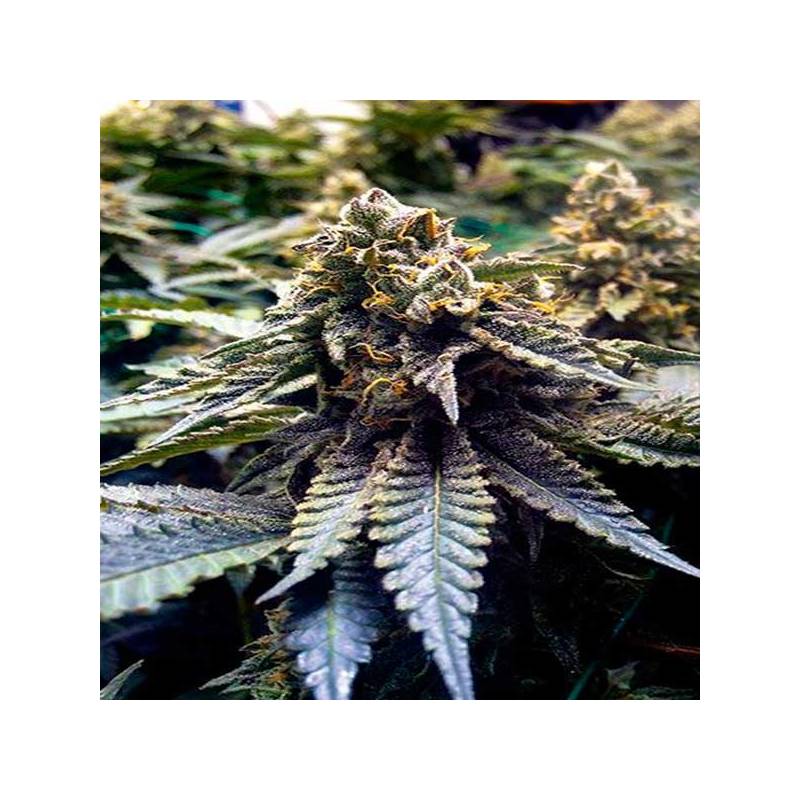 Chocolate Mint Og Feminizada de Humboldt Seeds