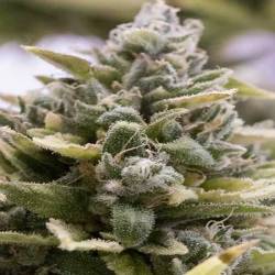 OG Kush Autofloreciente Feminizada de Humboldt Seeds