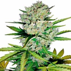Super Skunk Autofloreciente Feminizada de Sensi White Label