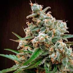Nepalese Jam Feminizada de Ace Seeds