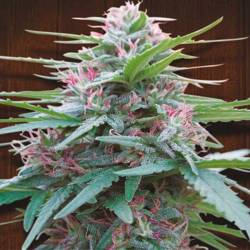 Panama Feminizada de Ace Seeds