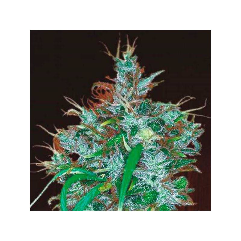Panama Haze Feminizada de Ace Seeds