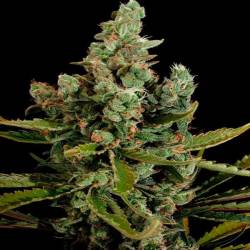 Cheese Feminizada de Big Buddha Seeds