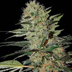 Exodus Cheese Autofloreciente Feminizada de Green House
