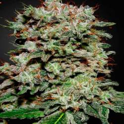 Kalashnikova Feminizada de Green House