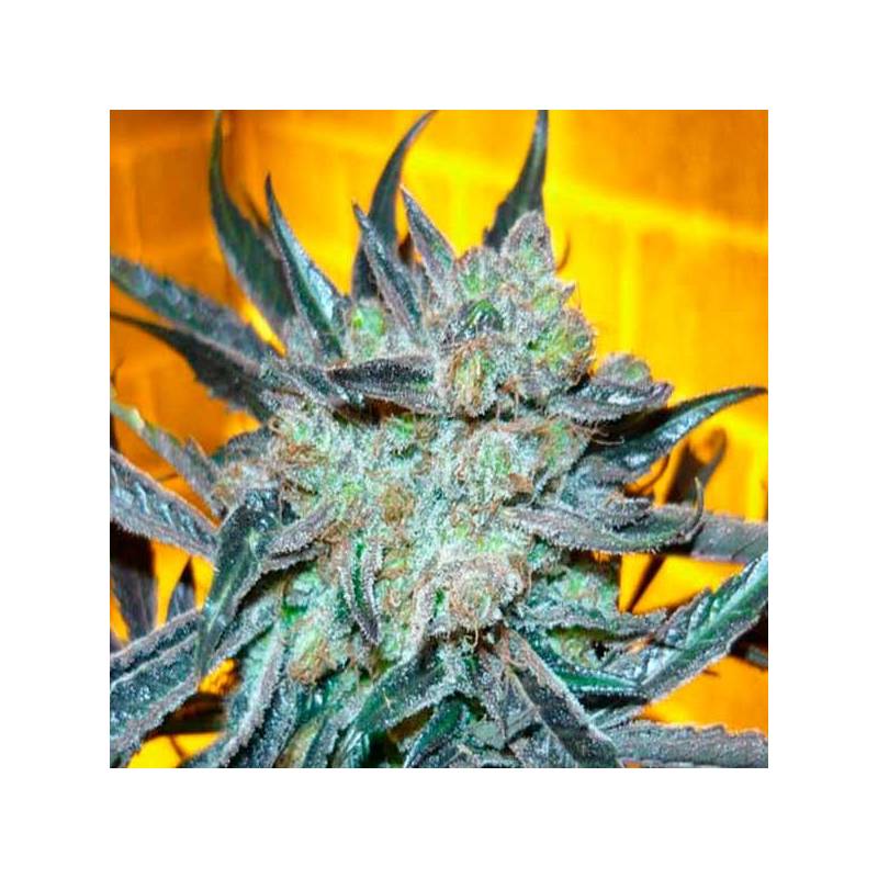 Kings Kush Feminizada de Green House