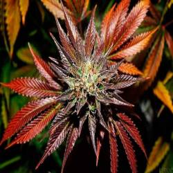 Kings Kush Autofloreciente Feminizada de Green House
