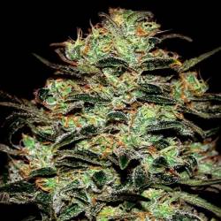 Moby Dick Feminizada de Green House