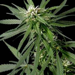 Neville's Haze Feminizada de Green House