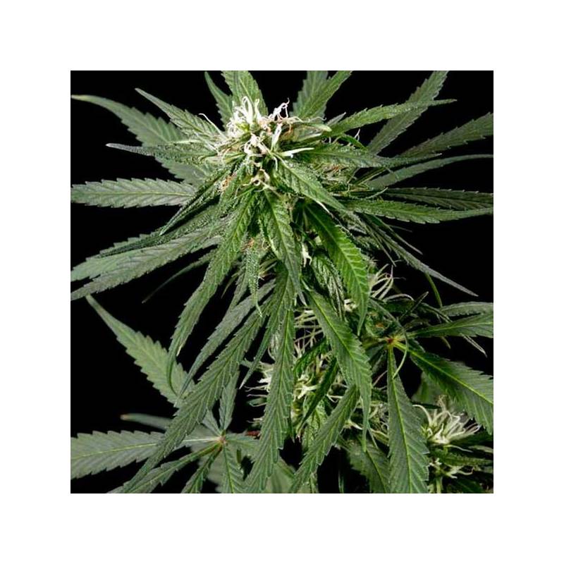 Neville's Haze Feminizada de Green House