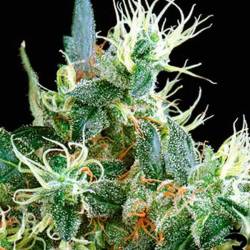NL Autofloreciente Feminizada de Green House