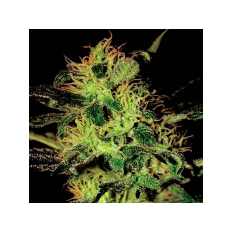 Super Critical Feminizada de Green House